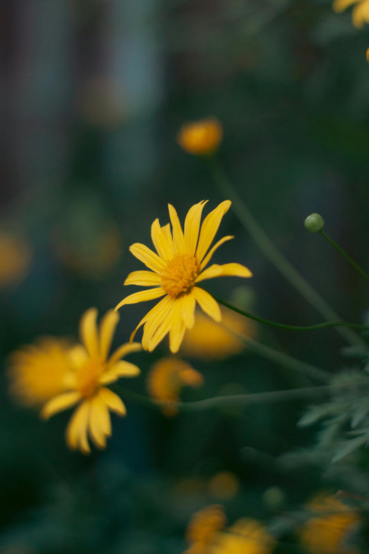 Arnica Oil