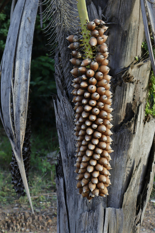 Babassu Oil