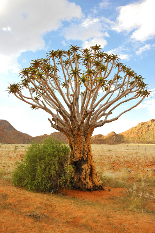 Baobab Oil