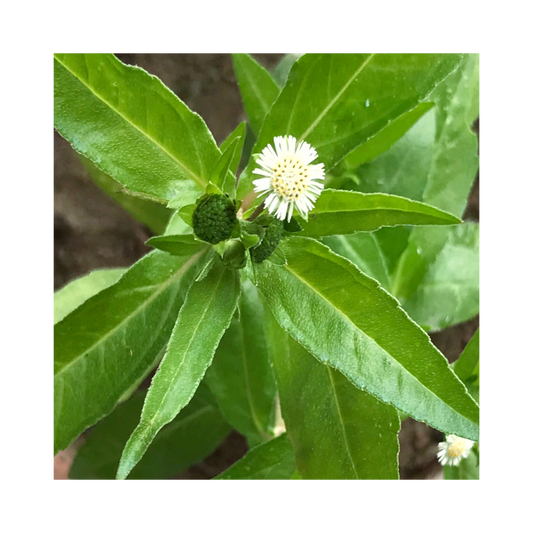 Bhringjai Powder