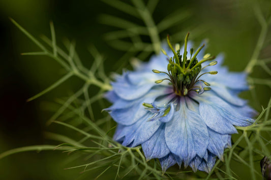 Black Seed Oil