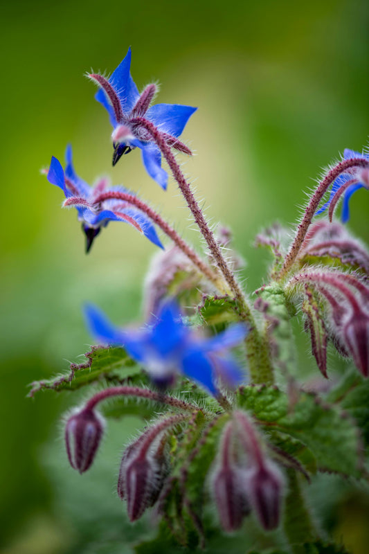 Borage Oil