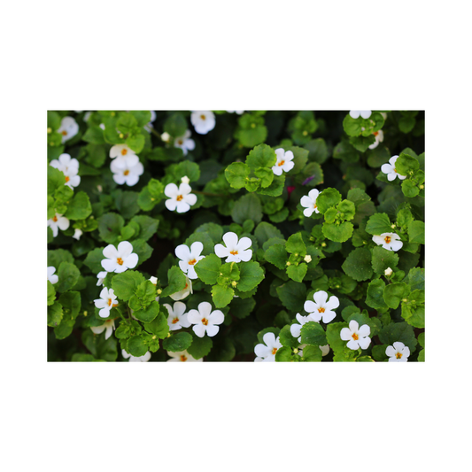 Brahmi Powder
