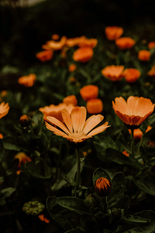 Calendula Oil