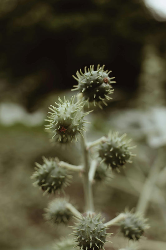 Castor Oil (Jamaican Black)