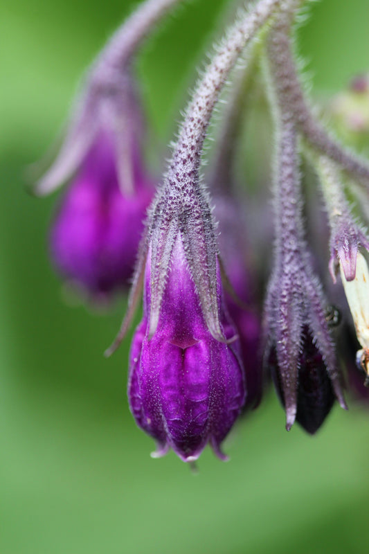 Comfrey Oil