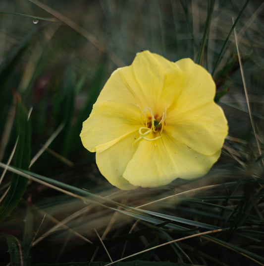 Evening Primrose Oil
