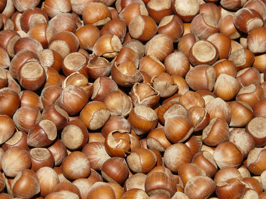 Hazelnut Oil