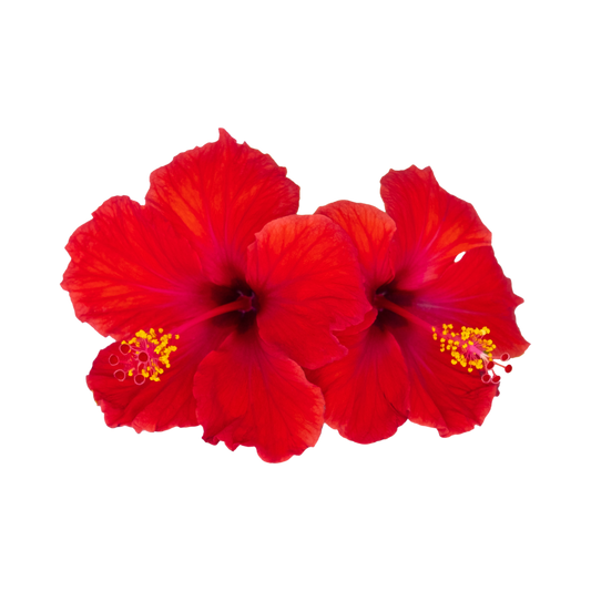 Hibiscus Powder