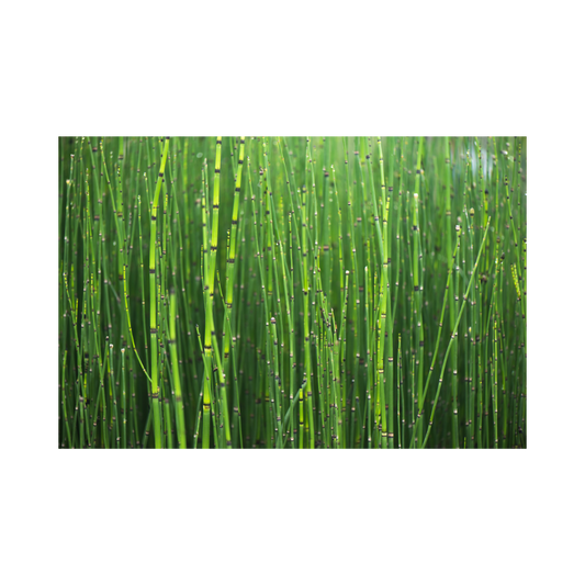 Horsetail Extract