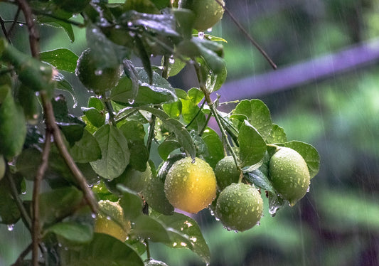 Marula Oil