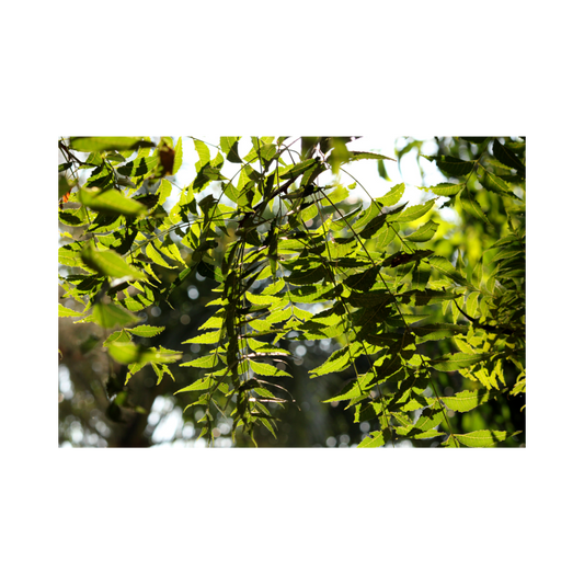 Neem Powder