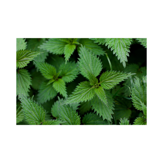 Nettle Powder