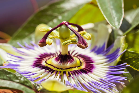 Passion Flower Oil