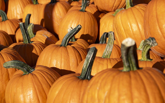 Pumpkin Seed Oil