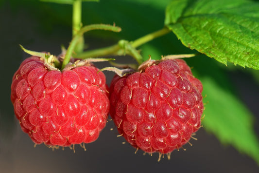 Raspberry Seed Oil