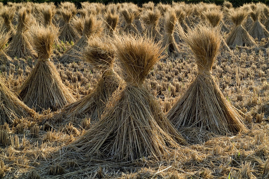 Rice Bran Oil