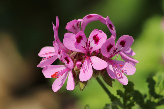 Rose Geranium Oil