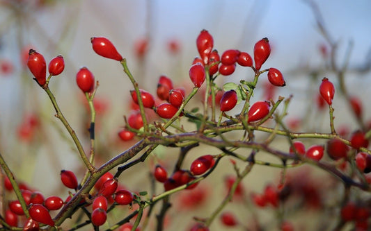 Rosehip Oil
