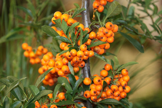 Sea Buckthorn Oil