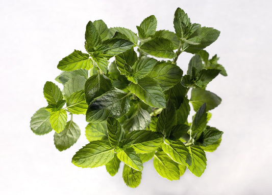 Spearmint Oil