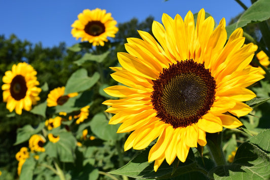 Sunflower Oil