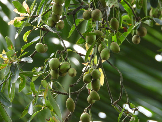 Tamanu Oil