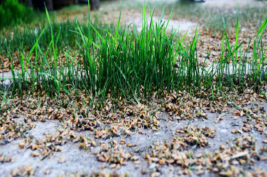 Wheat Germ Oil