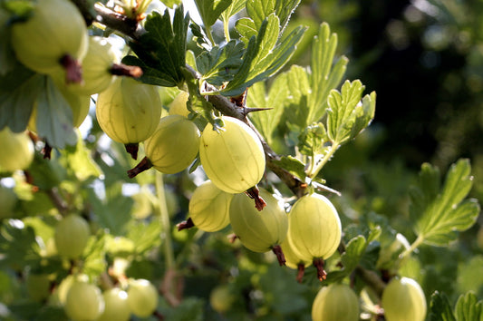 Amla Oil