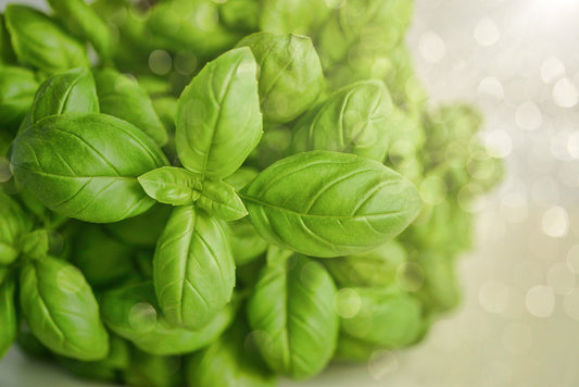 Basil Oil