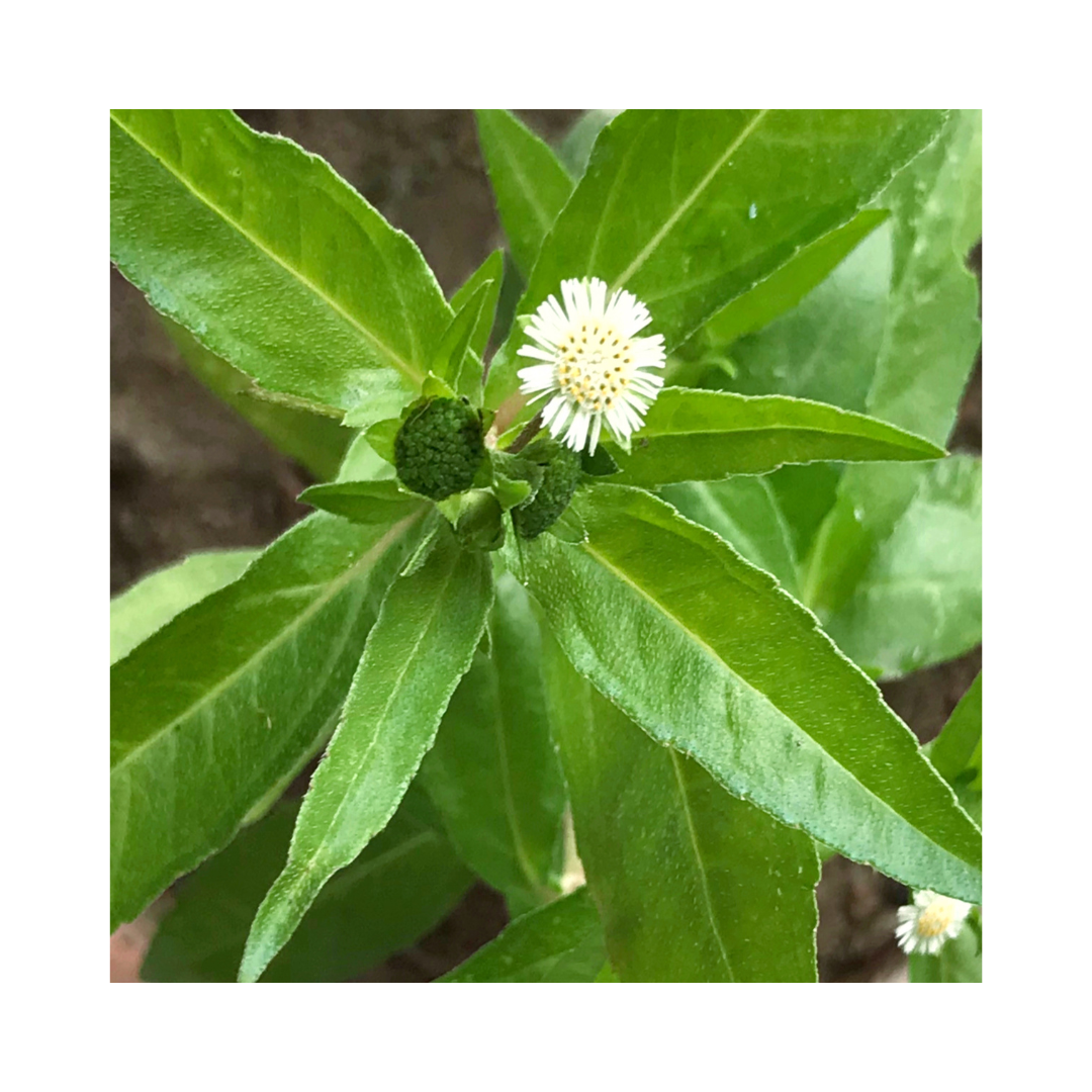 Bhringjai Powder