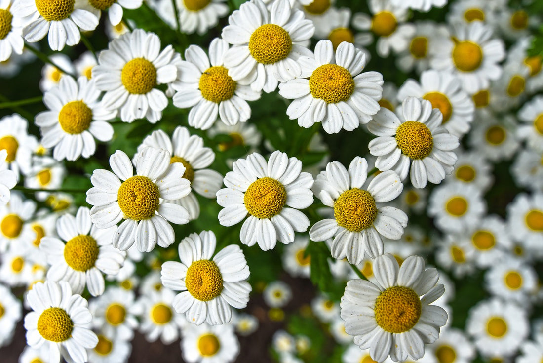 Chamomile Oil