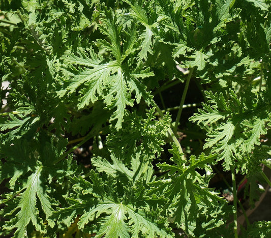 Citronella Oil