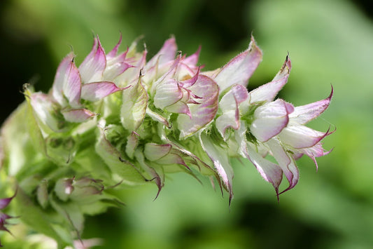 Clary Sage Oil