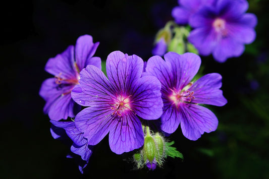 Geranium Oil