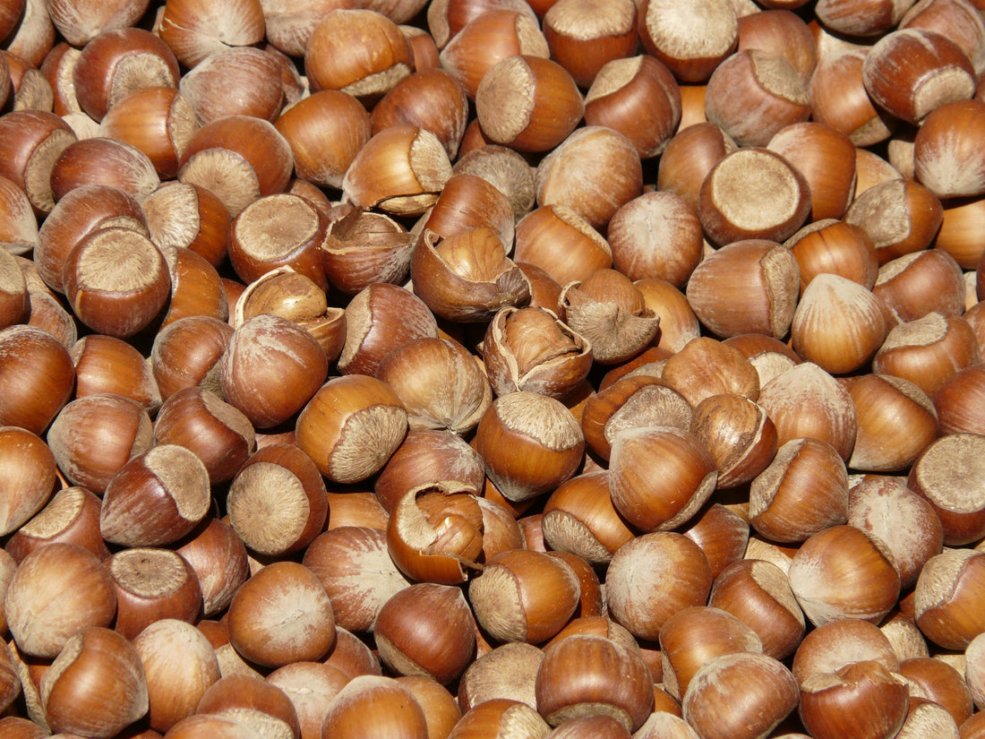 Hazelnut Oil