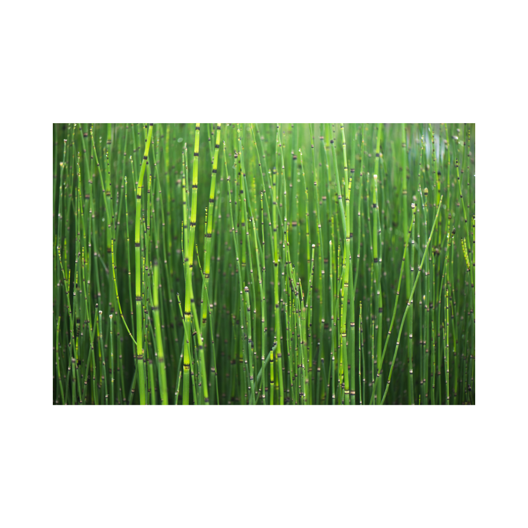 Horsetail Extract