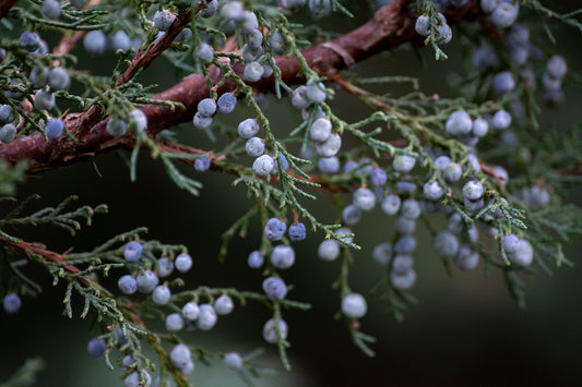 Juniper Oil