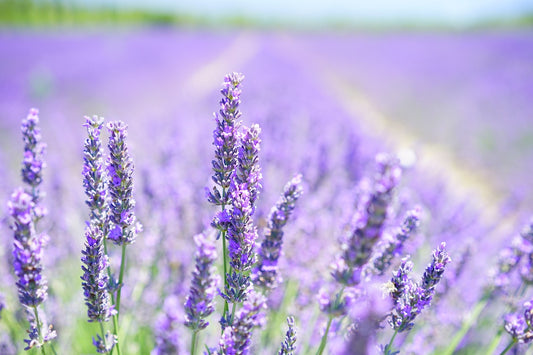 Lavender Oil