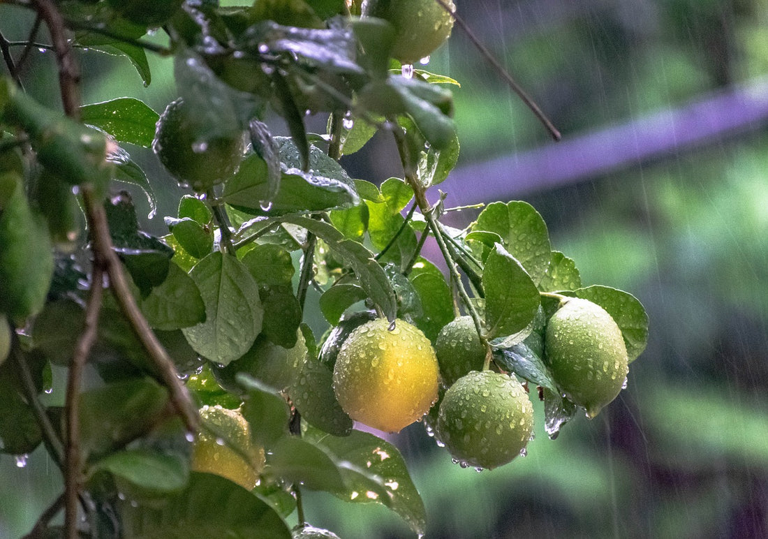 Marula Oil