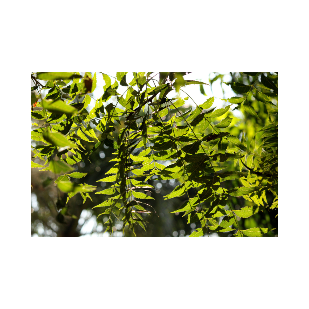 Neem Powder