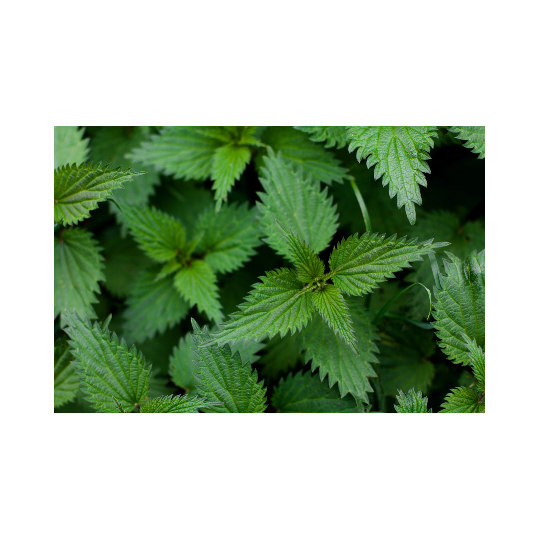 Nettle Powder