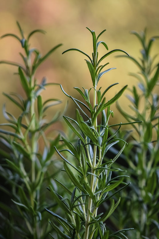 Rosemary Oil