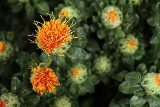 Safflower Oil