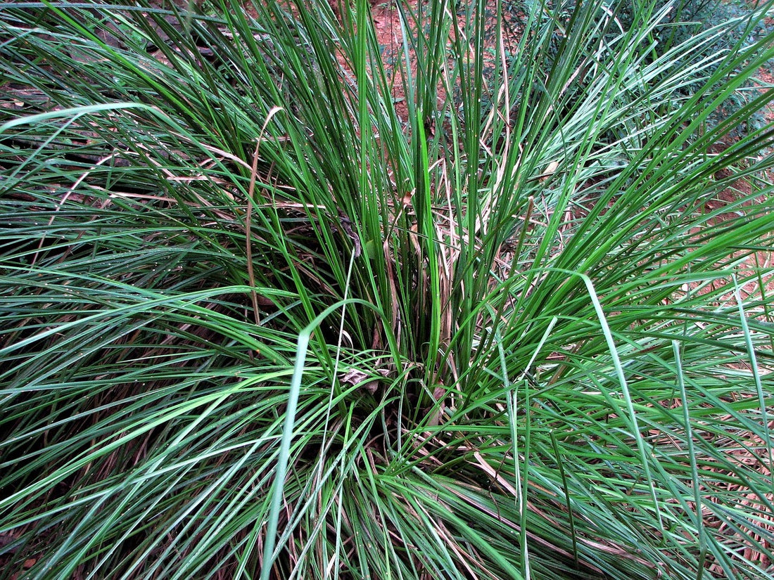 Vetiver Oil