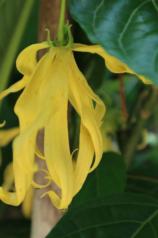 Ylang-Ylang Oil